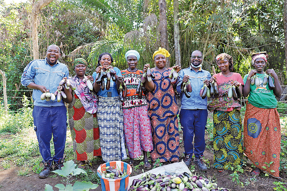 图为中铝几内亚员工与斗巴村村民分享茄子丰收的喜悦。陈雅雯 摄